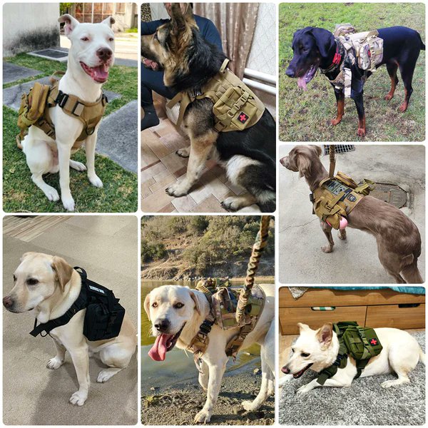 PawfectHarness's tweet photo. 🐕The K9 Elite Harness is a top-of-the-line military-grade dog harness designed for maximum durability, adjustability, and functionality. Constructed from heavy-duty 1050D Nylon , this harness is built to withstand the toughest field use. 

👉https://t.co/DlhYWF319c

#petlovers https://t.co/6wxfE3IIu4