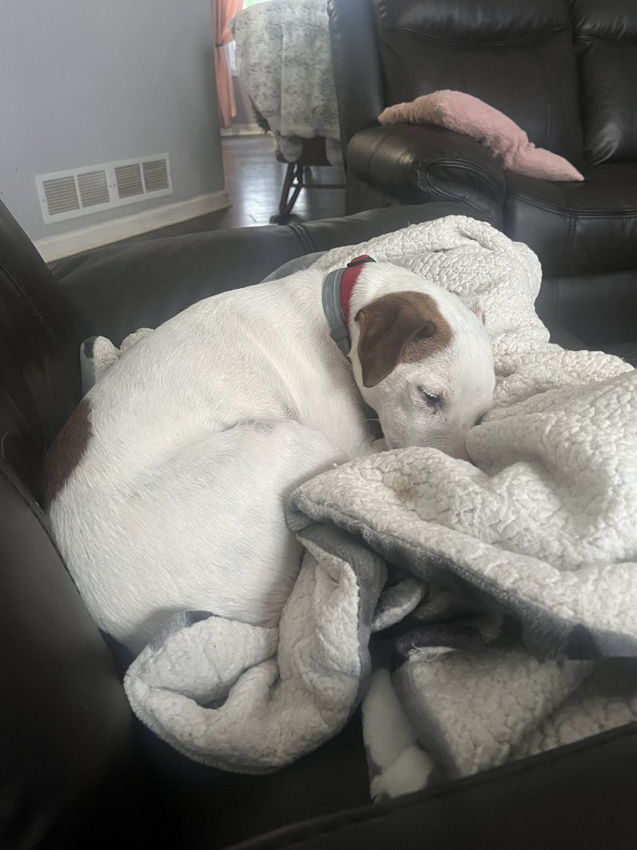 This Dude has had a bout with the Water hose today! He is wiped out . 
Jack Russell 100% or asleep.