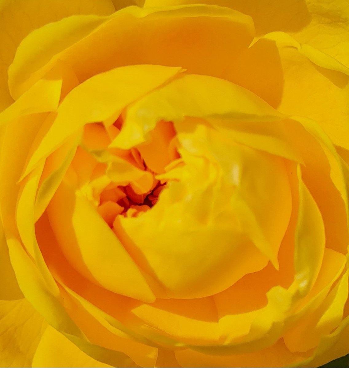 Roses in June. It's winter but the flowers are still blooming. #GlobalWarming #roses