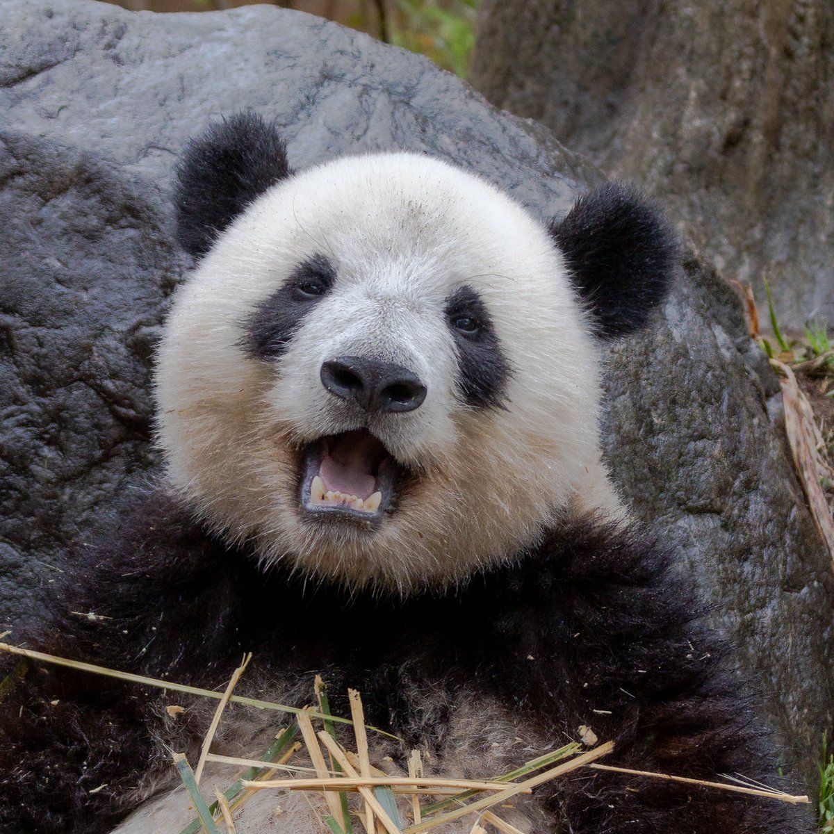 329Da's tweet photo. 雨も滴るいいパンダ
#上野動物園 #シャオシャオ https://t.co/Omud6lAGER