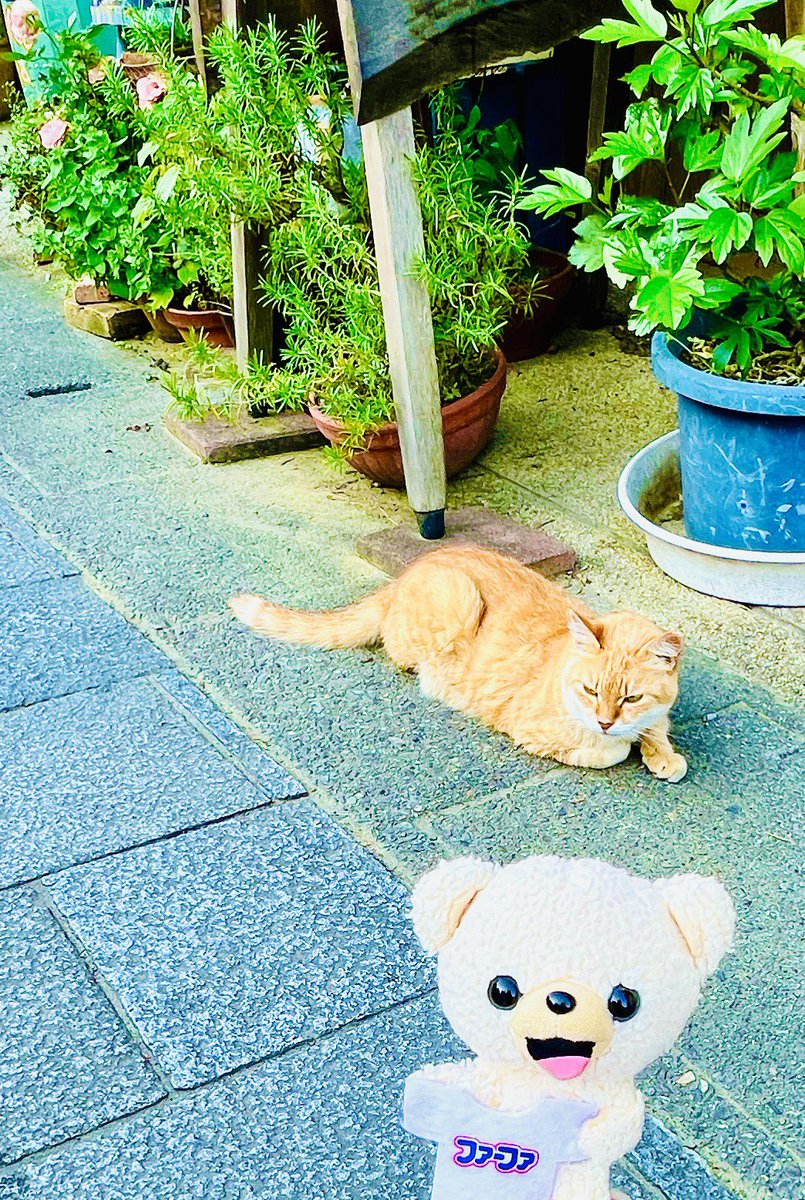✨おかげ横丁✨
   伊勢うどん🍲
   猫ちゃん🐈