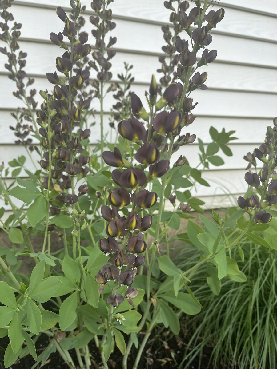 Baptisia. 

I just love the flowers. They only flower in the 'spring'. Which in #buffalony is June. 😂