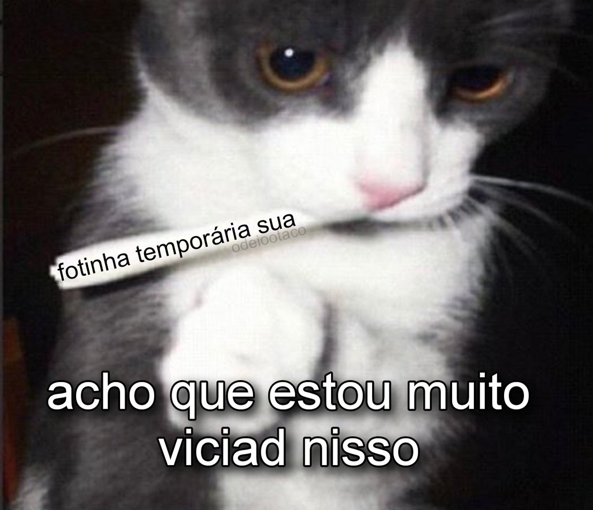 perfil dedicado a gatinhos e peitos (@odeiootaco) on Twitter photo 2023-06-18 02:08:49