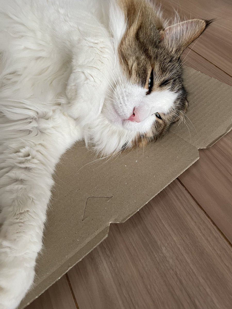猫が寝っ転がってくるので、段ボールがまとめられん！ https://t.co/PFHYVigYD2