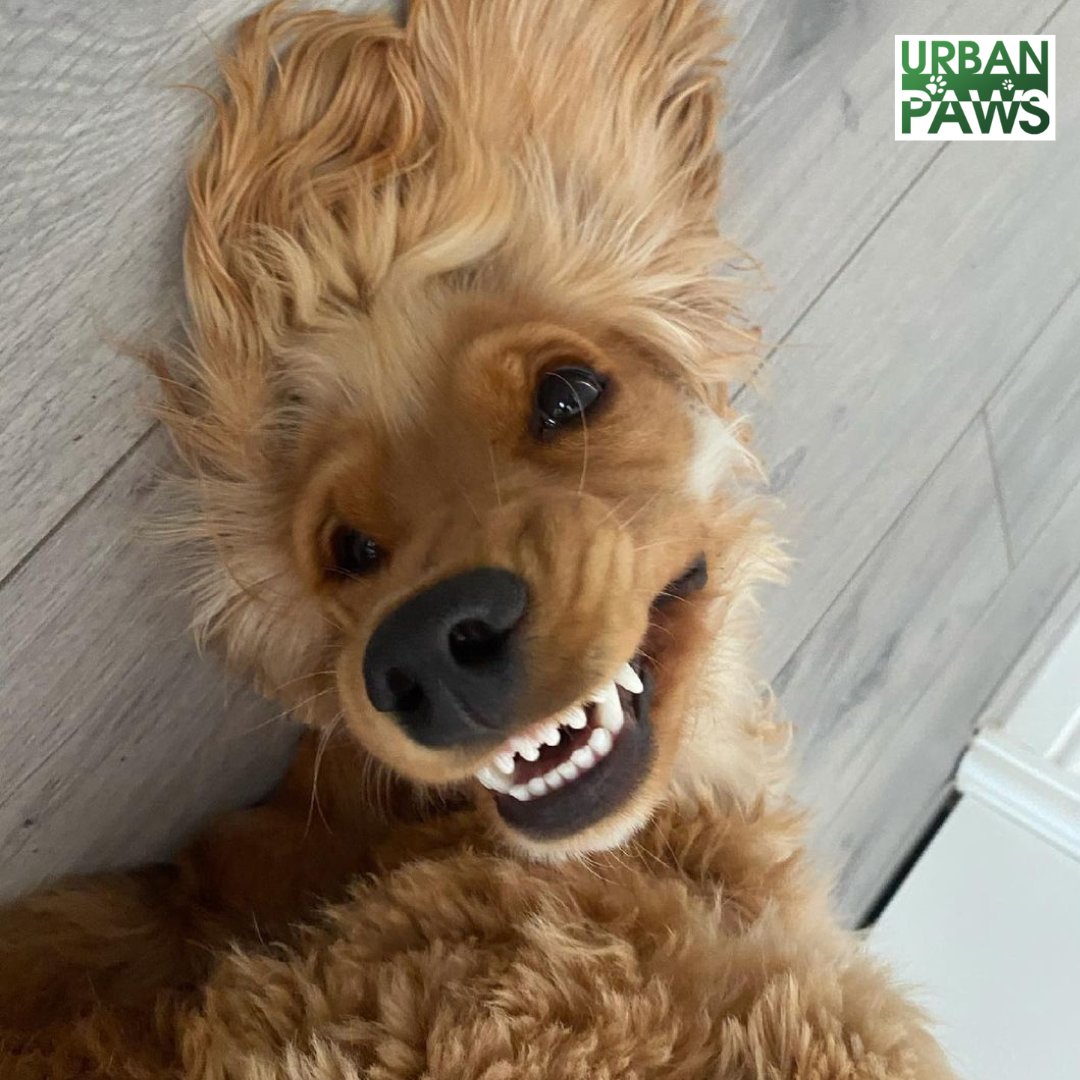 UrbanPawsIre's tweet photo. 🎉👨‍👧‍👦 #happyfathersday  🎉🎈 Which pup perfectly embodies your dad? Is he the house's top comedian, constantly cracking jokes? 🤣🐶 Or maybe he struts around like a proud pooch, thinking he's royalty? 👑🐾 Or perhaps he's all about relaxation, just chilling with a drink in paw? 🍹 https://t.co/nX0npYjb1Q