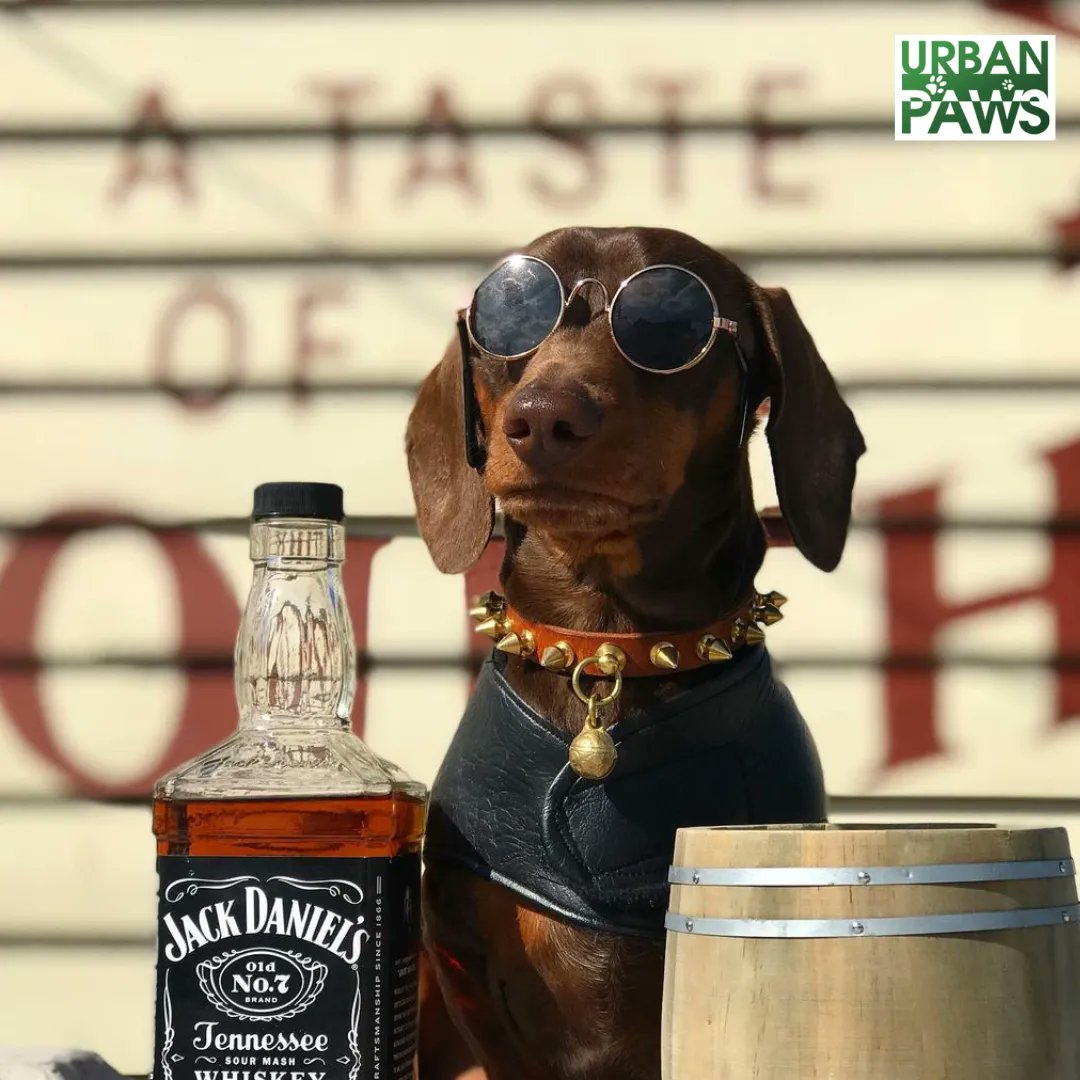 🎉👨‍👧‍👦 #happyfathersday  🎉🎈 Which pup perfectly embodies your dad? Is he the house's top comedian, constantly cracking jokes? 🤣🐶 Or maybe he struts around like a proud pooch, thinking he's royalty? 👑🐾 Or perhaps he's all about relaxation, just chilling with a drink in paw? 🍹