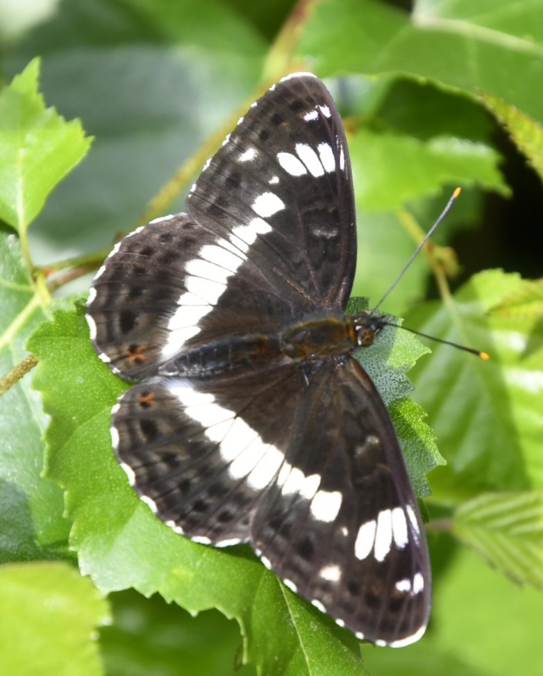 Saw about a dozen White Admirals fly in Long wood yesterday 17/06/23