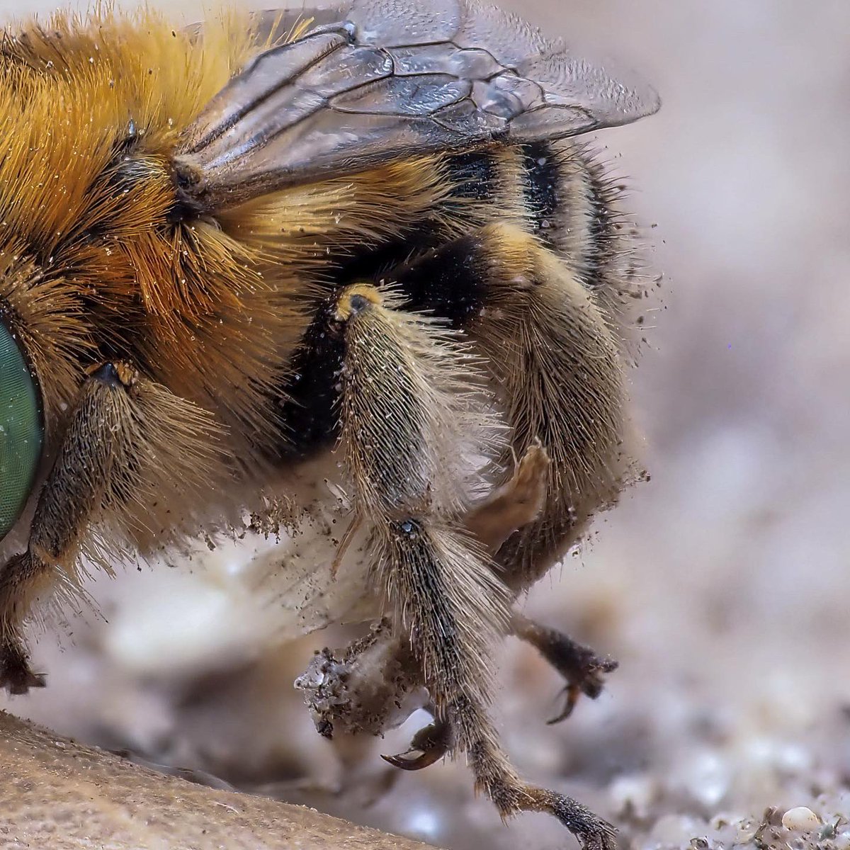 Green-Eyed Flower Bee 🐝 #Bee #GreenEyedFlowerBee #savethebees #macrophotography #nature #macro #wildlifephotography #wildlife #TwitterNatureCommunity . . . @Natures_Voice @OMSYSTEMcameras @WildlifeMag @BBCEarth @NatGeoUK @BBCCountryfile @BBCSpringwatch @NatureIn_Focus