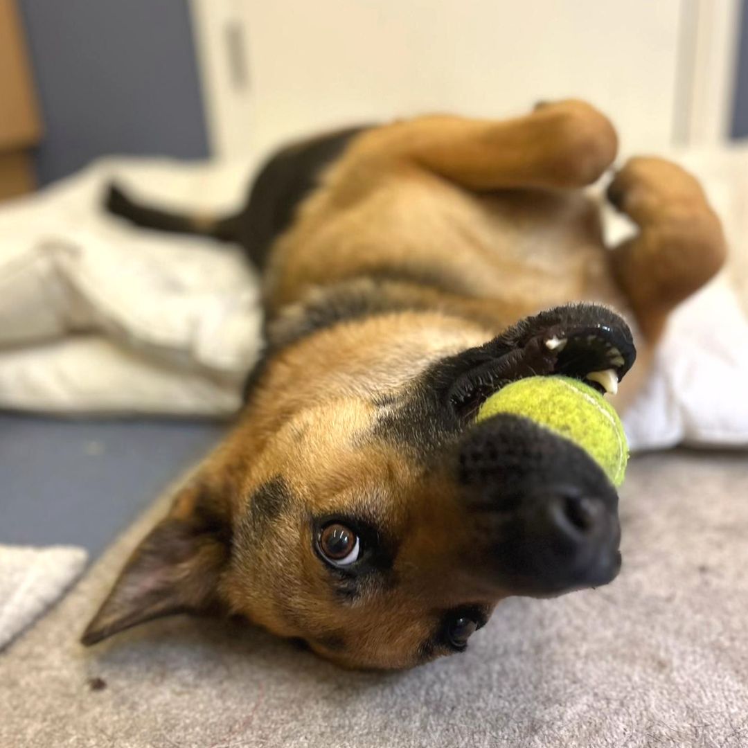 Sundays are for chilling out and playing ball! How could anyone resist?!

#GemranShepherdDog #GSD #adoption #rehoming #rescue #ineedahome

@DogsTrust