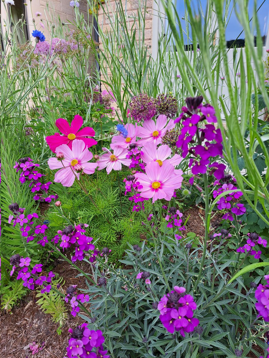 Rather pleased with this jolly combination.  #cottagegarden #GardeningTwitter #flowers #gardening #flowerpower #gardens #Cosmos