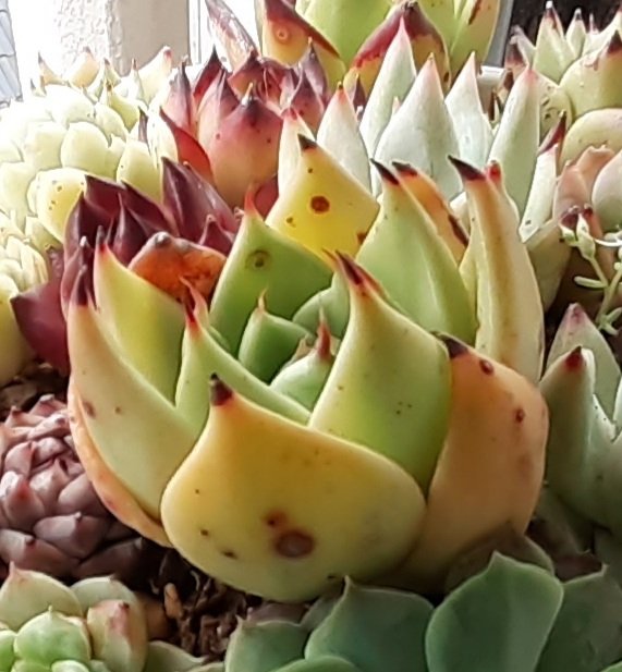 ずっと閉じてたハロウィンhybが開いてめちゃくちゃ可愛い:;(( ⸝⸝⸝˙-˙⸝⸝⸝ ));:
湿度がエグくて部屋の中普通に洗濯干したら80%越えるけど…普通にしてても77%とかだけど…どうかみんな頑張ってこの過酷な梅雨と夏を乗り越えておくれ(-人-)