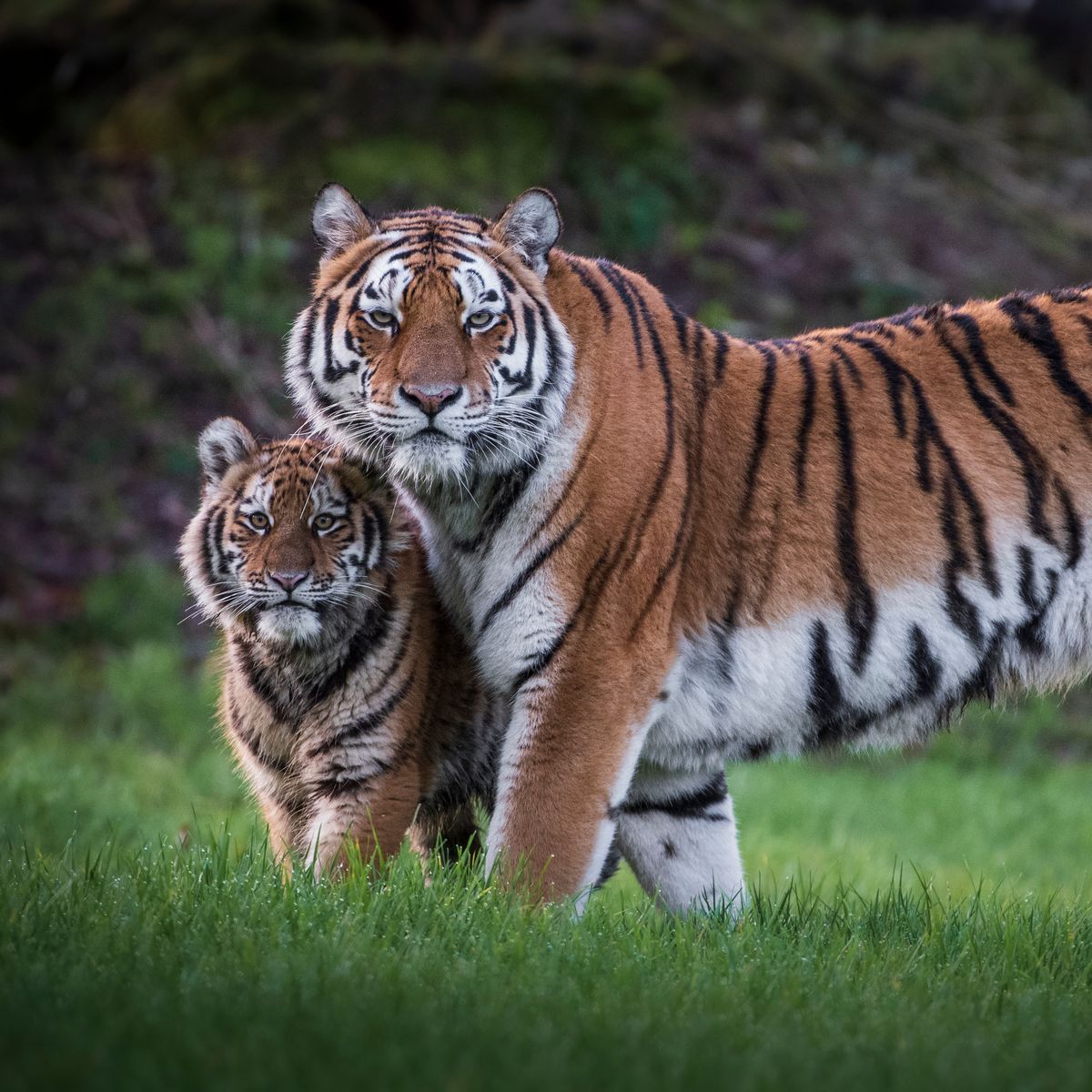 #happyFathersday to all the #Tigersfamily dads