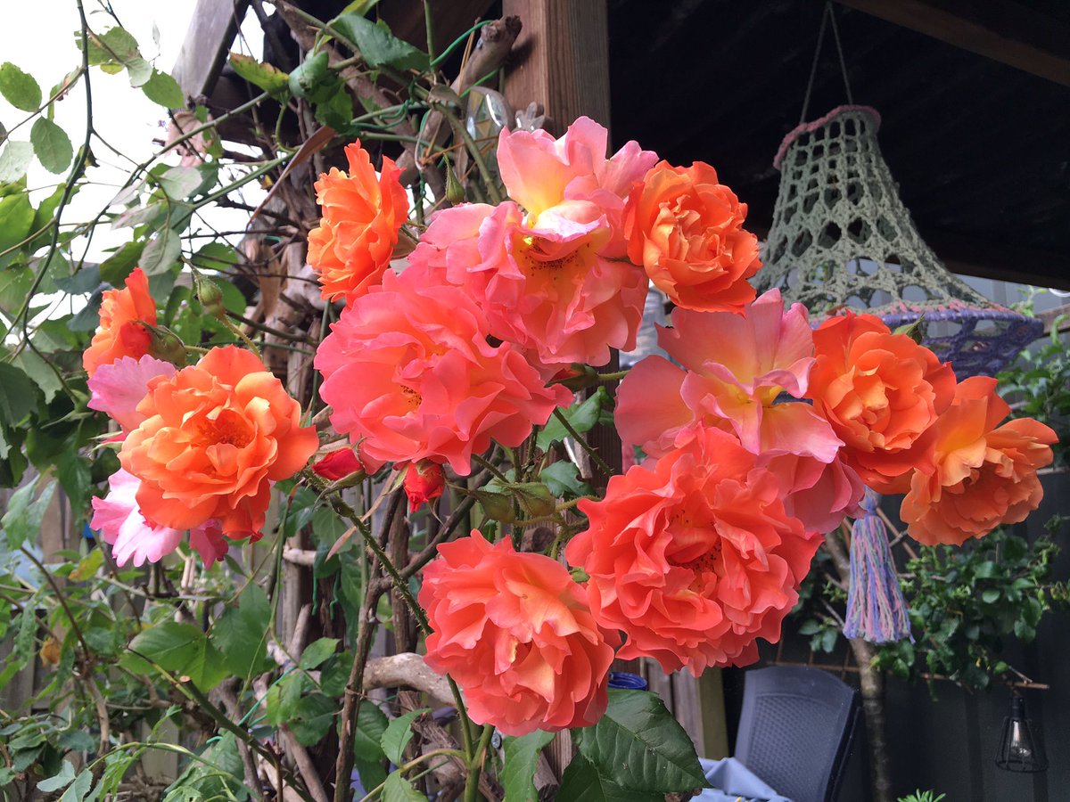 Als ik 1 geurende, doorbloeiende klimroos mag aanraden: kies voor de ‘Westerland’. 
De heerlijke geur zweeft de hele tuin door …