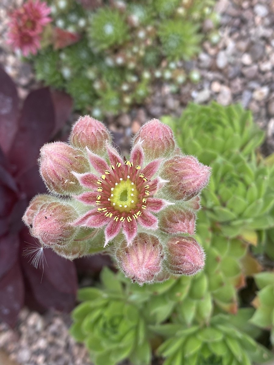 CjwilsonBMS's tweet photo. Quite happy with my little pot of Sempervivum https://t.co/uYvccxKU54
