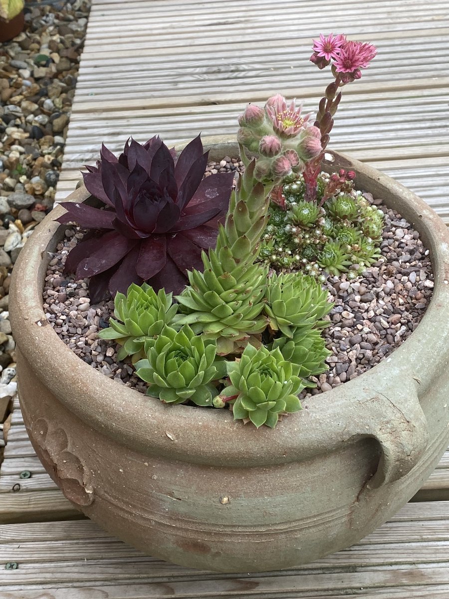 CjwilsonBMS's tweet photo. Quite happy with my little pot of Sempervivum https://t.co/uYvccxKU54