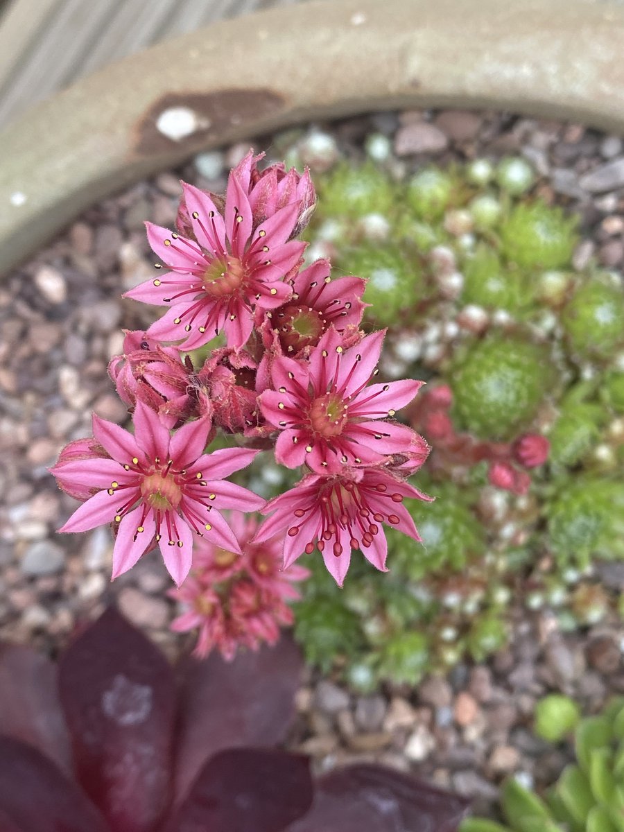 CjwilsonBMS's tweet photo. Quite happy with my little pot of Sempervivum https://t.co/uYvccxKU54