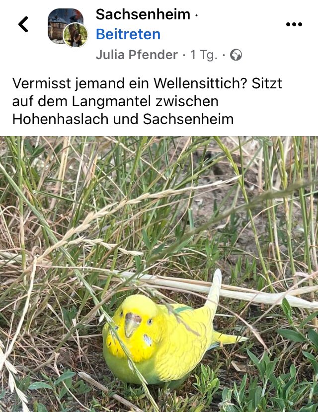 #Hohensaslach #Sachsenheim #BietigheimBissingen und Umgebung bitte teilen #Wellensittich