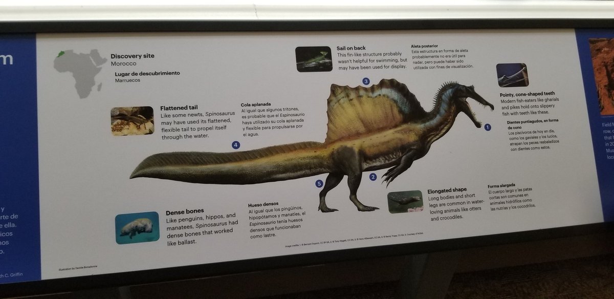 Featured paleoartworks by @d_bonadonna