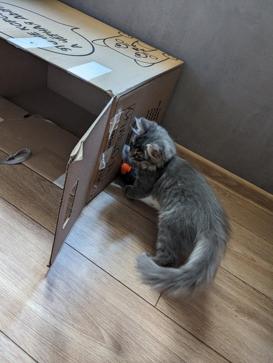 feyraven's tweet photo. @GewehrSrvl Это она помытая такая ахах Сейчас уже распушилась, разбесилась, бегает, мяукает 😌 https://t.co/MRCIBM7WDm