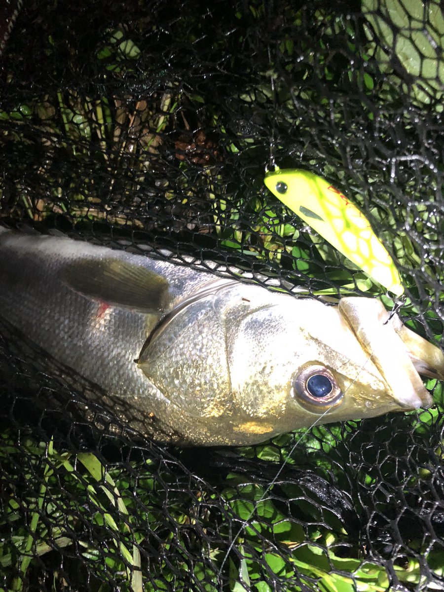 4pnZJHK9dFeB9os's tweet photo. bellflatとても釣りやすいルアーに仕上がってますが、魚種、サイズ共に選べません。
#roughstyle
#bellyflat https://t.co/BNJgcT4uTX