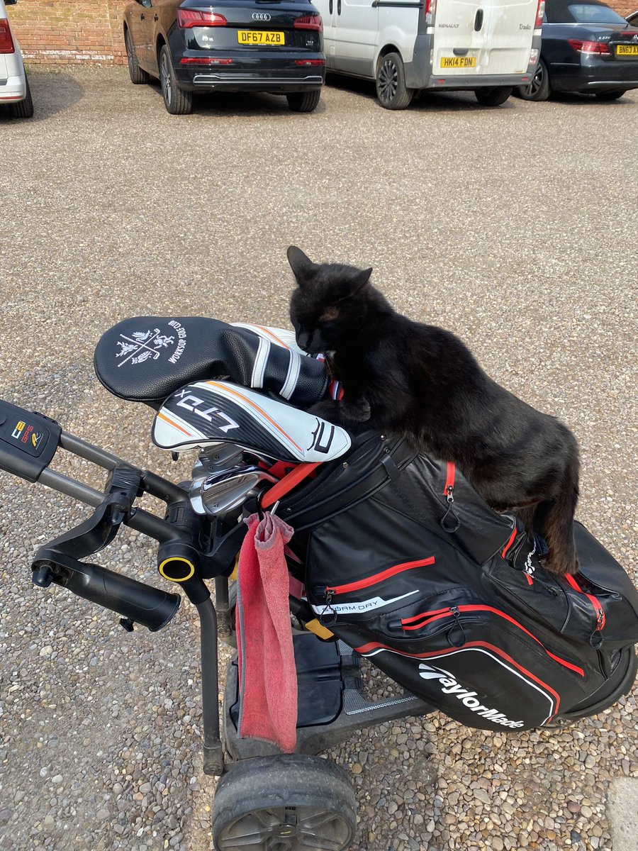 Interesting new addition to the bag at Norwood Golf club! #cute #cat #golf #juniorgolf #lovegolf