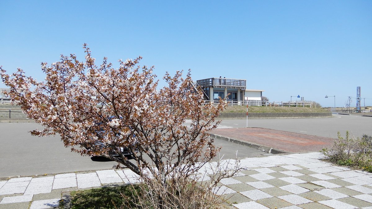 kaitopappa's tweet photo. ＃北海道の桜（4）＃琵琶瀬展望台 の ＃チシマザクラ（浜中町：2023.6.13）例年なら6月に咲く桜が、もう一分から三分咲き。ここも桜キャスター中西氏に教えてもらった場所。雄大な霧多布湿原を見下ろす最高のロケーション。桜は、6月を待たずに散ったことだろう。 https://t.co/lrziSftkwt
