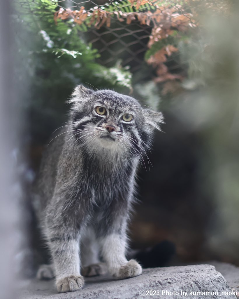 動物： #マヌルネコ 
場所： #アジアの森 
撮影日：2023.06.17

#pallascat ⠀
#pallasscat ⠀
⠀
#神戸どうぶつ王国⠀
#花と動物と人とのふれあい共生パーク⠀
#kobe_animalkingdom⠀
#私のこべど⠀
⠀
All rights reserved⠀