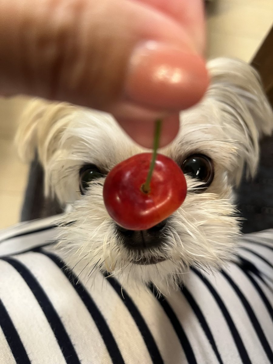 fanfanjunchan's tweet photo. さくらんぼ🍒大好き😘 https://t.co/YngIgCoU2U