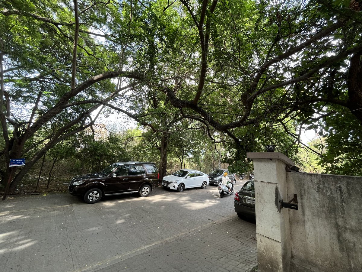 optimisticPD's tweet photo. @PMCPune respected sir, branches of trees have inclined on the road and may fall any time soon in Walvekar nagar. Request you to kindly take a note. The main branch is resting on a very small branch of a small tree. https://t.co/GJHs6HbZb3
