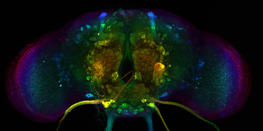 Hannah Hawley tweet media