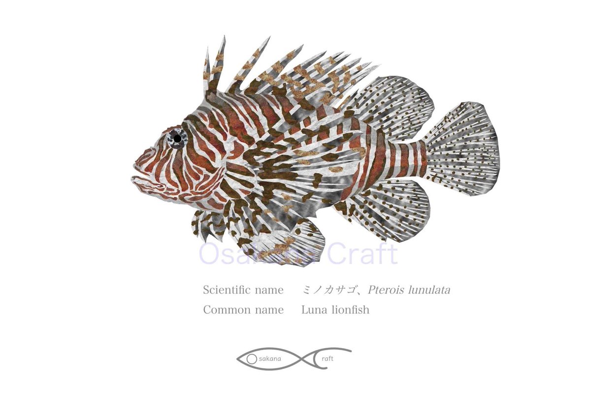 ミノカサゴ
Drawing Pterois lunulata（Luna lionfish)