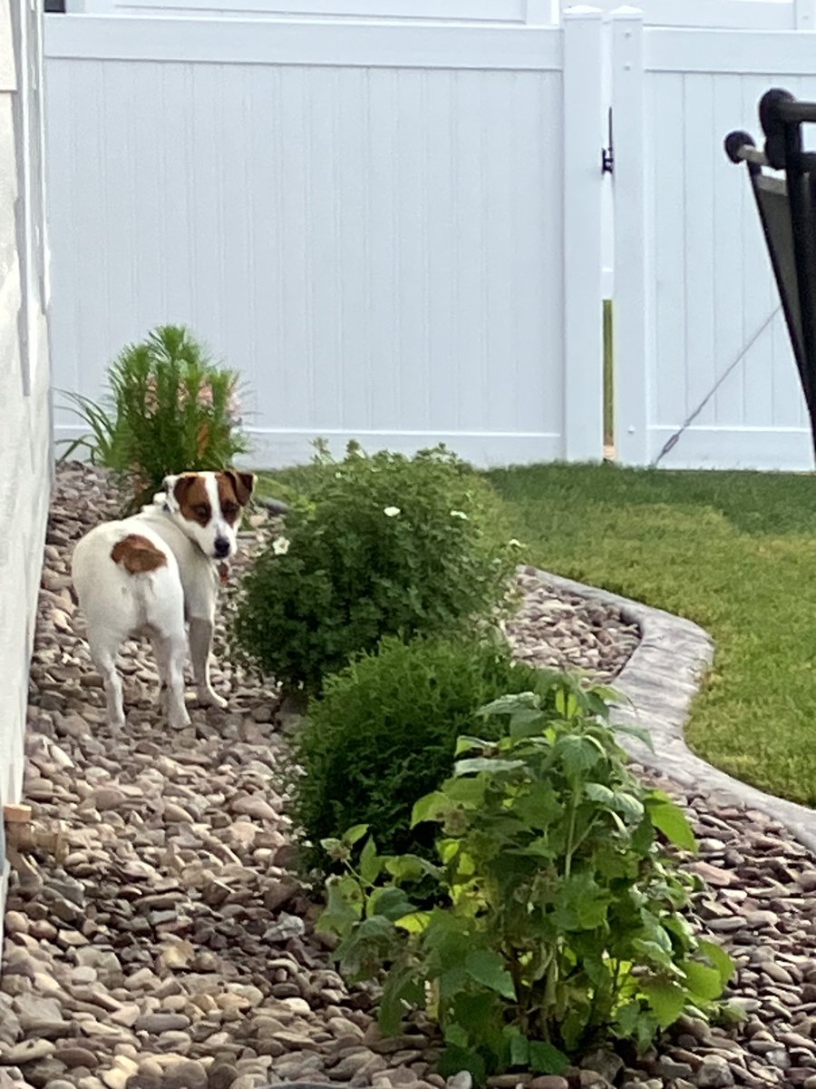 Jax (@jaxdoglife) on Twitter photo 