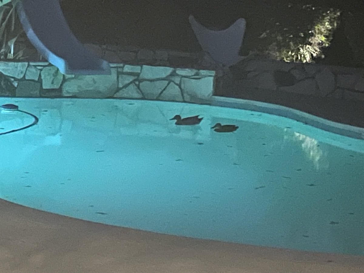 My pool pump broke, and will be replaced on Monday. In the meantime, my pool has turned green, and is attracting local waterfowl, like this mating pair of ducks. https://t.co/nTjHpFImrZ
