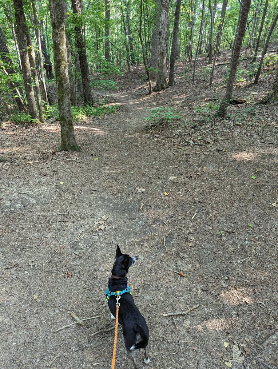 Oreothedog2's tweet photo. Oreo is out at #McDowell nature preserve telling all the #wildlife to #vote for cuteness! https://t.co/GjcUMm2Sgm
