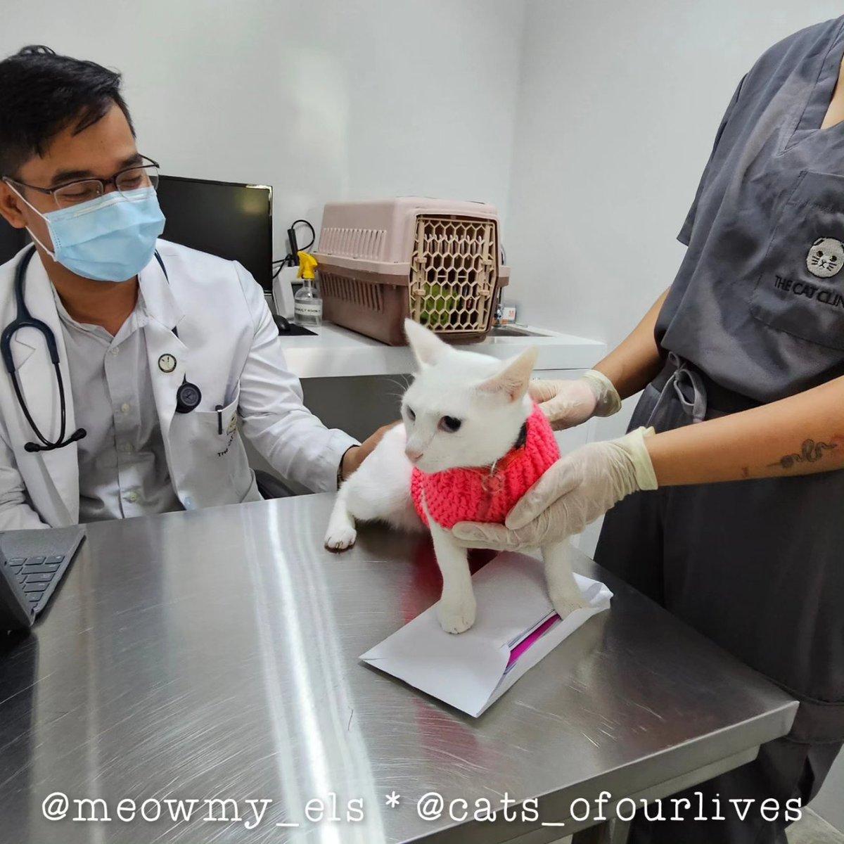 ElsbethLSE's tweet image. Yesterday...
Pumunta kaming dalawang pusa ang dala. Uuwing isa na lang kasama. 😢
Naiwan kasi si Patti for 3 days confinement. 😭 @thecatclinicph , please take care of our Bubbly Blue... Oh God, please make her well... 🙏🙏🙏🙏🙏
#AnemicCats #SickCats @thecatclinic #CatExperts