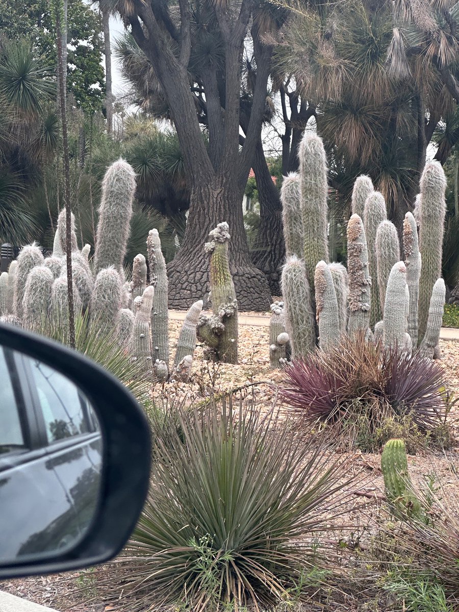 SofieOffline's tweet photo. Cacti https://t.co/l25DrxT5LW