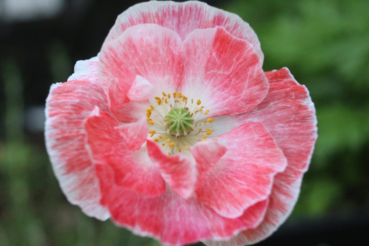 Brittfischer99's tweet photo. Isn't she beautiful? 😍🌸

#poppy #flowers #garden #homegrown #organicgarden #feedthebees https://t.co/Mr8b0T2P0o
