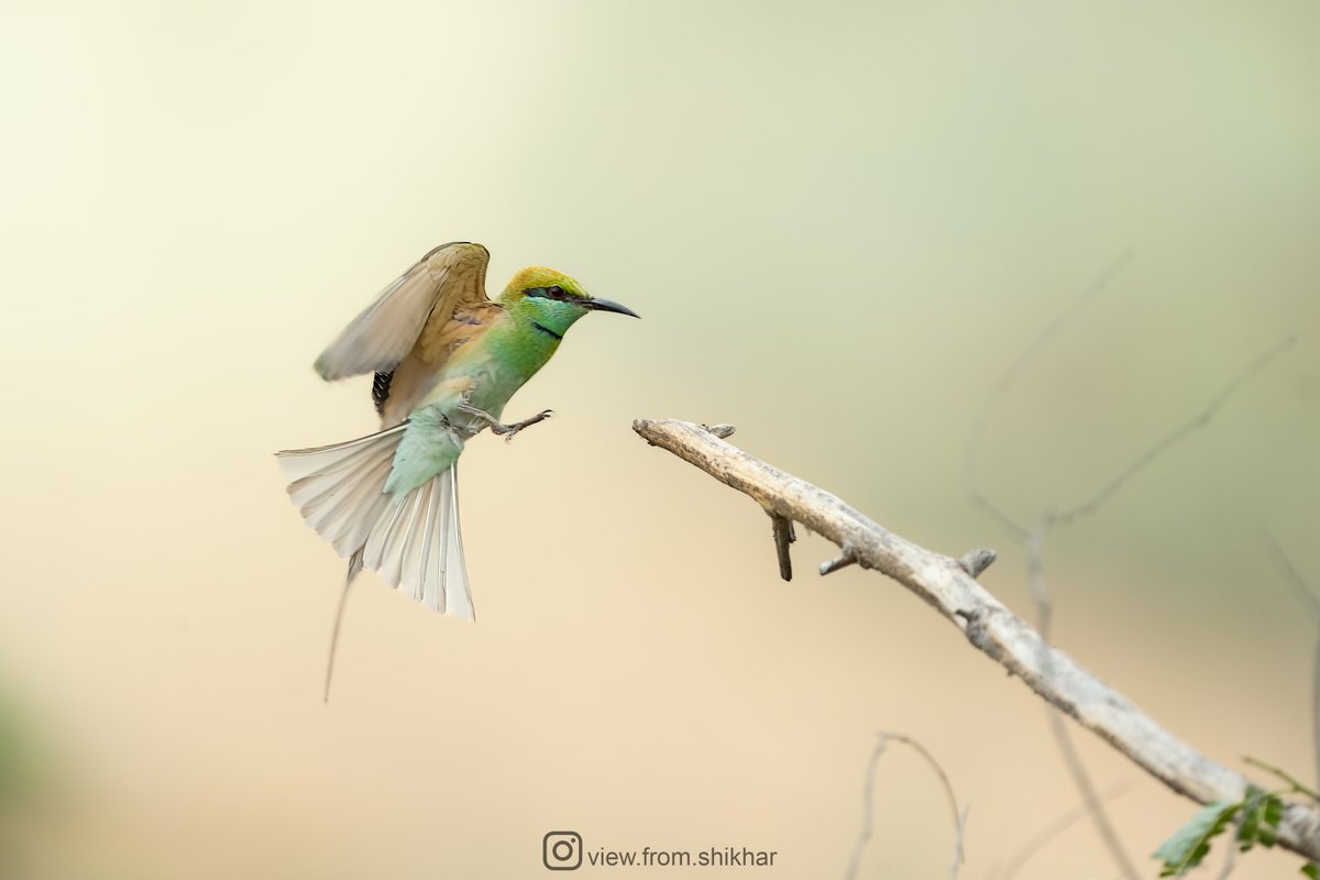 The green bee-eater back on its perching spot after an unsuccessful hunting endeavour.

#BirdsOfIndia #GreenBeeEater #IndiAves #ThePhotoHour #BirdsSeenIn2023 #SonyAlpha #CreateWithSony #SonyAlphaIn