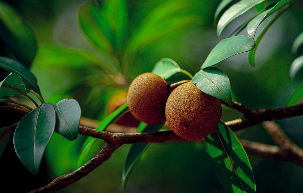 saraswantos's tweet photo. Buah Sawo rasanya tak manis
Busuk jatuh mengotori halaman
Kekerabatan jadi tak harmonis
Karena ada pagar makan tanaman
#pantun #peribahasa #pesan #waspada #kehidupan #realitas #kekerabatan #persaudaraan #introspeksi https://t.co/nAFSQkQehk