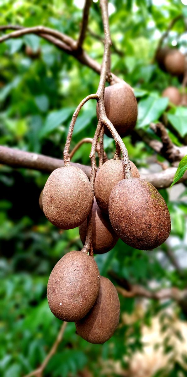 saraswantos's tweet photo. Buah Sawo rasanya tak manis
Busuk jatuh mengotori halaman
Kekerabatan jadi tak harmonis
Karena ada pagar makan tanaman
#pantun #peribahasa #pesan #waspada #kehidupan #realitas #kekerabatan #persaudaraan #introspeksi https://t.co/nAFSQkQehk