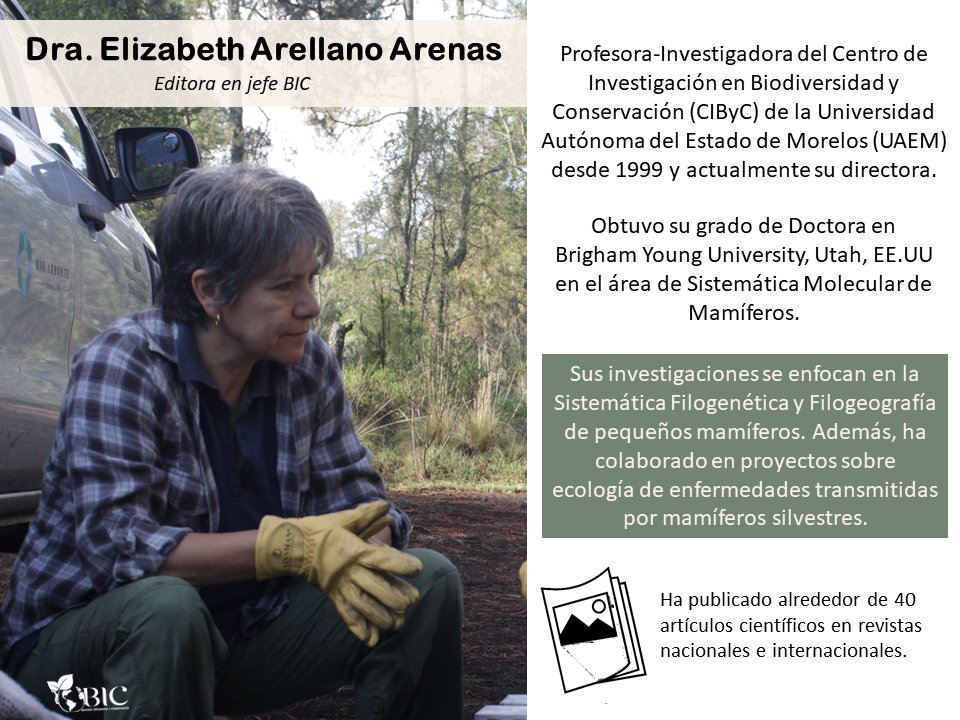 BIC_UAEM's tweet photo. La Dra. Elizabeth Arellano es otra de nuestras #editoras_en_jefe. Su trabajo está enfocado en la #Sistemática_Filogenética y #Filogeografía de pequeños #mamíferos. 
https://t.co/2nWMaHYKSI https://t.co/gP93AYAQ13