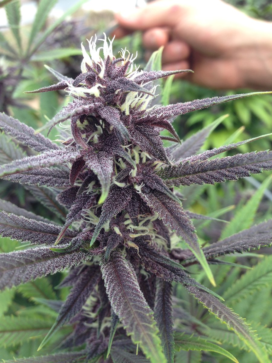 No filters no edits just good old fashioned purple weed.
#WeedLovers #weedsmokers #WeedLife #MarijuanaMovement #CannabisCommunity #cannabisindustry #cannabisculture