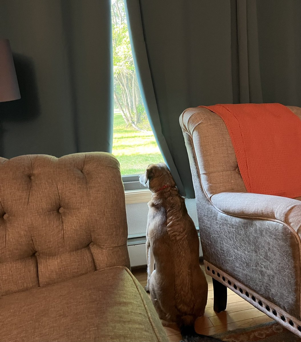 #NeighborhoodWatch #dogsoftwitter She is always on watch for bears, moose, or birds.
