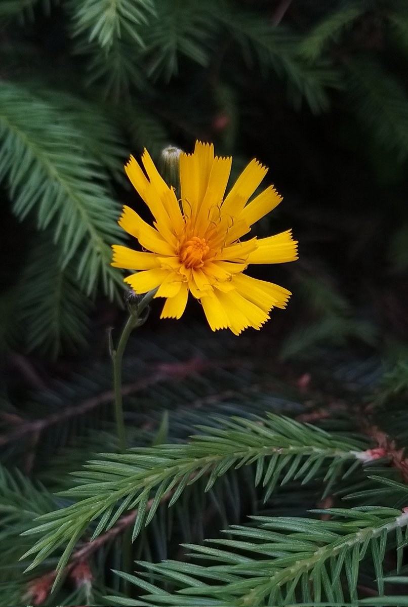 🌿🌼💛🌿
#SundayYellow #wildflowers