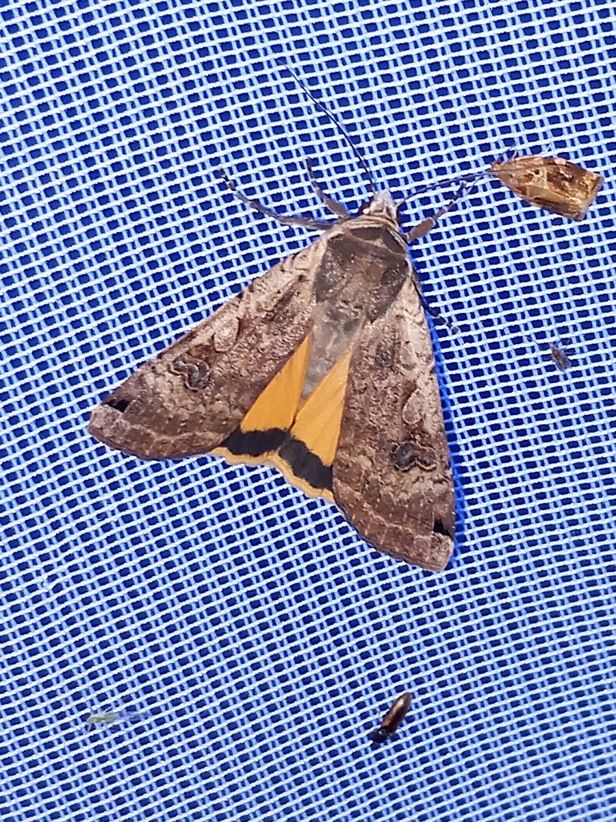 johandemolkw's tweet photo. Schitterende #excursie gehad van de natuurclub van @NatuurKatwijk
Samen met Jurre en nog 20 andere een late avondwandeling door #panbos om te eindigen bij de nacht vlinderaars met hun lichttoren, waar we als laatste weggingen #bioblitzkatwijk2023 @Flora_en_fauna #katwijk https://t.co/D1fqGVaRHb