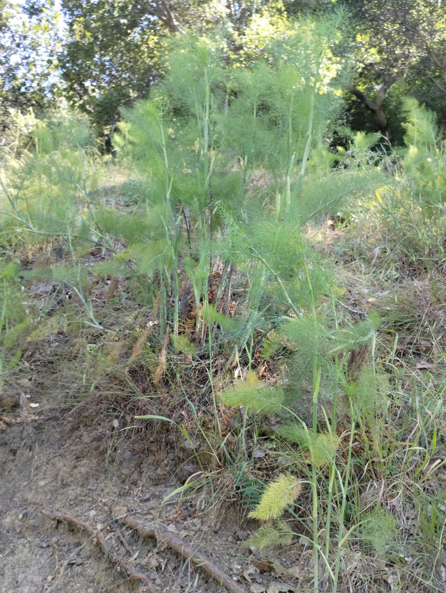 AmandaYTWu's tweet photo. Wild fennel cake from the Bay Area! #urbanforaging #iamabotanist #foraging https://t.co/n0H0W8l0ma