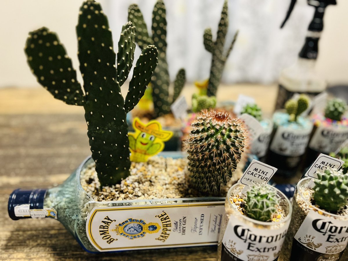 bosshoss1993's tweet image. 昨日、カットした
ボンベイボトルに
サボテン植えてみました🌵

自己満足😊

#ボンベイサファイア 
#bombaysapphire 
#coronabeer
#コロナビール
#サボテン
#cactus
#多肉植物