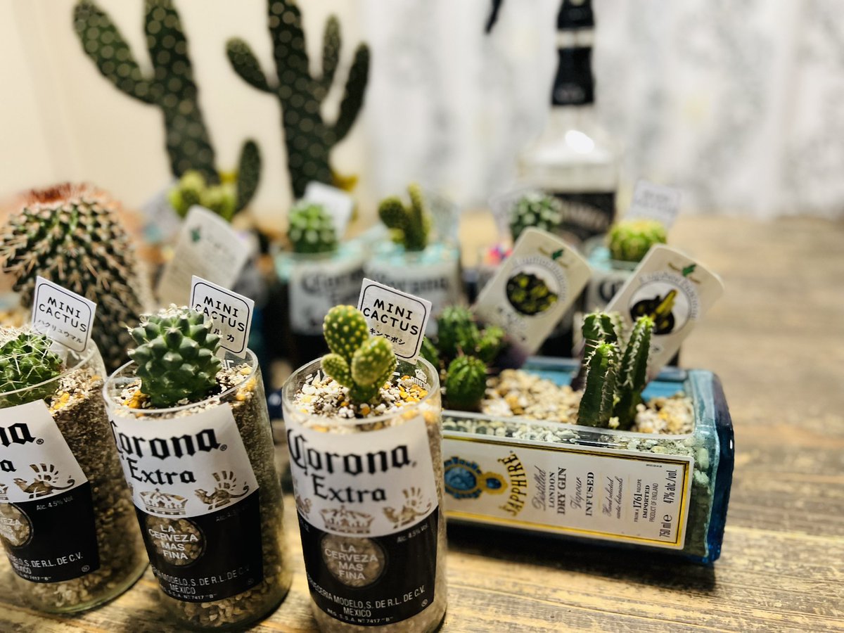 bosshoss1993's tweet image. 昨日、カットした
ボンベイボトルに
サボテン植えてみました🌵

自己満足😊

#ボンベイサファイア 
#bombaysapphire 
#coronabeer
#コロナビール
#サボテン
#cactus
#多肉植物