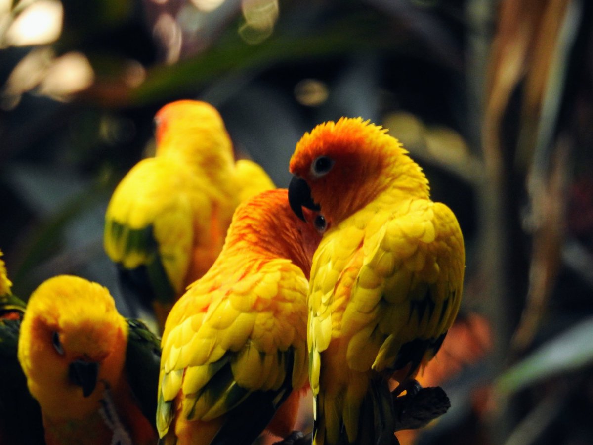 #theme_pic_India_Portrait #Birds