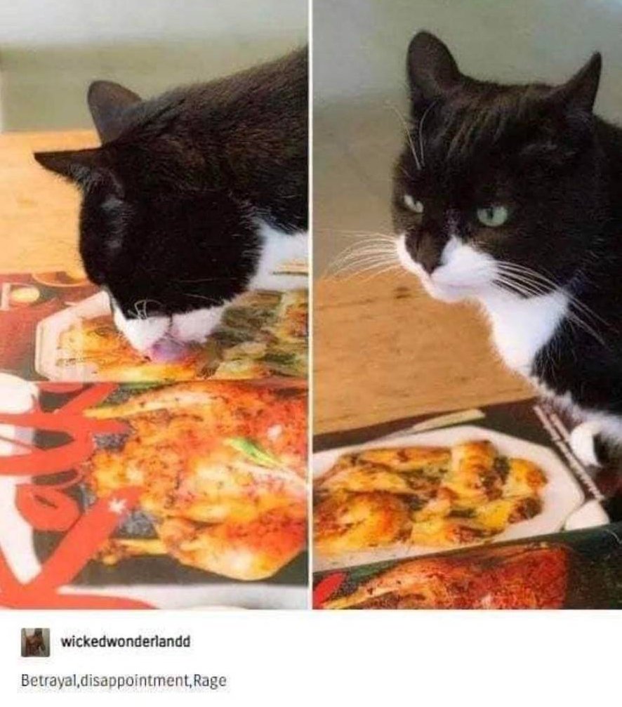 WholesomeMemes tweet media